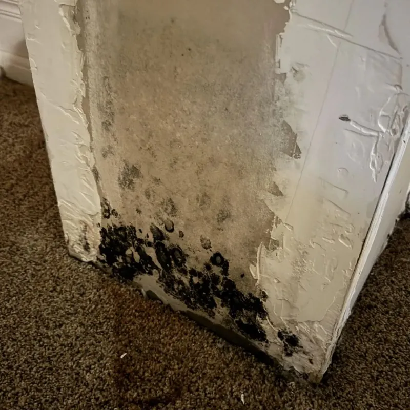 Professional Mold Removal in Robbins, NC